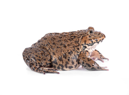 Frog isolated on whiteの写真素材