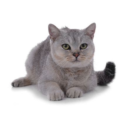 cat on white background.の写真素材