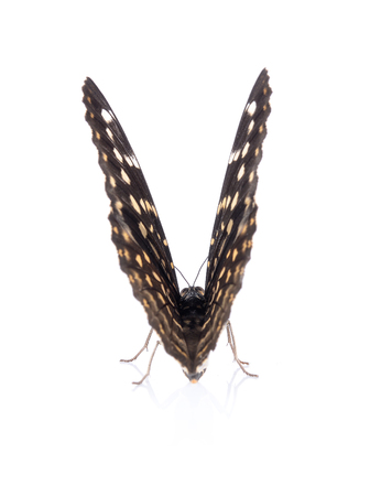 Beautiful butterfly isolated on white backgrounの写真素材