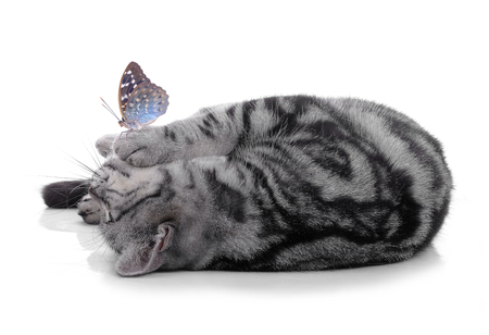 Beautiful butterfly and cat on white background.の写真素材