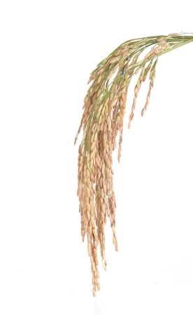 Paddy rice isolated on white backgroundの写真素材