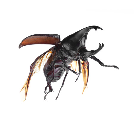 Black bug isolated on white background.の写真素材