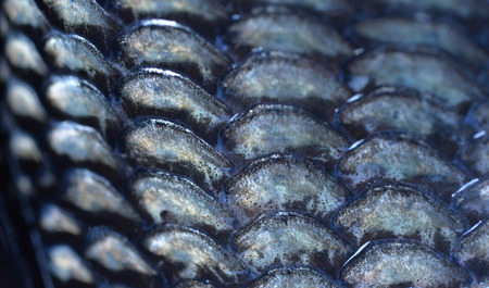 Fish scales backgroundの写真素材