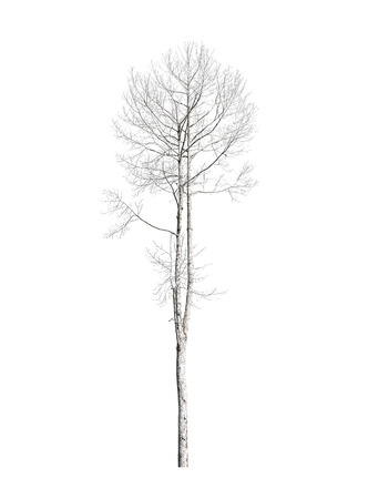 Dead tree isolated on whiteの写真素材