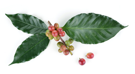 fresh coffee beans isolated on white backgroundの写真素材
