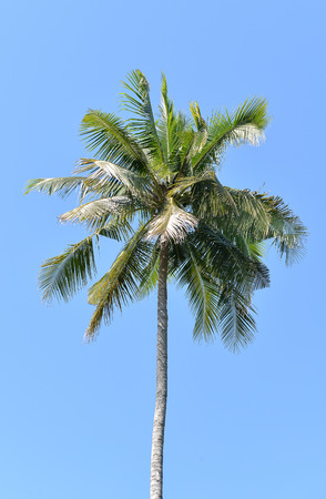 Three coconut palm treesの写真素材