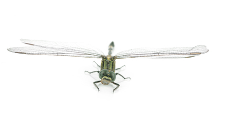 Dragonfly isolated on whiteの写真素材