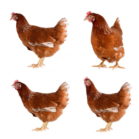 Hen eggs isolated on white background.の写真素材