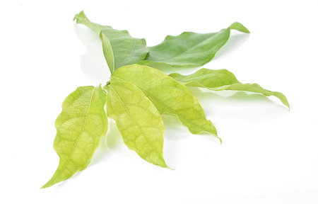 Bai-ya-nang (Thai name) (Tiliacora triandra). Thai herb.Thai food