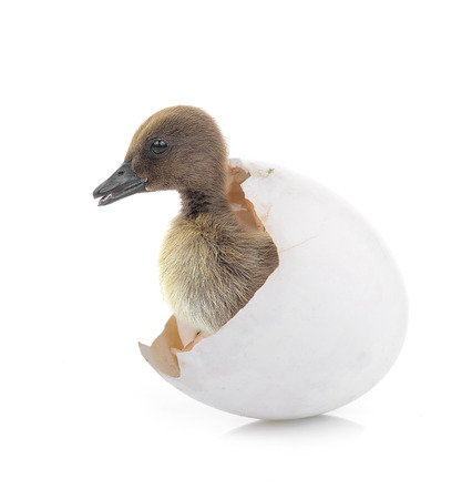 The black small duckling with egg isolated on a white backgroundの写真素材