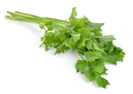 Coriander sprig isolated on whiteの写真素材