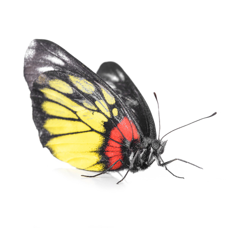Color butterfly isolated on whiteの写真素材
