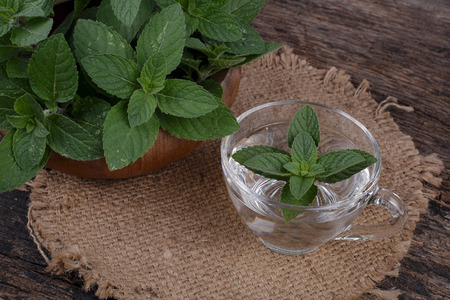 Mint leaves with warm waterの写真素材