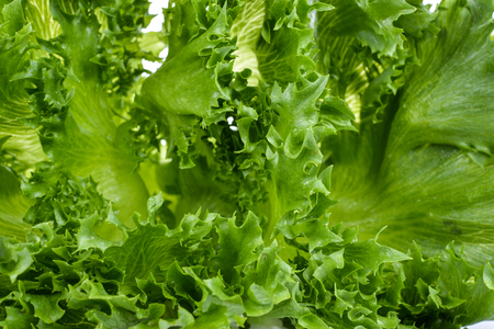 fresh green lettuce leavesの写真素材