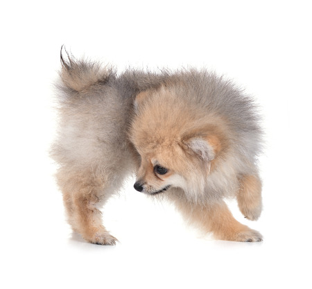 Dog Pomeranian on whiteの写真素材