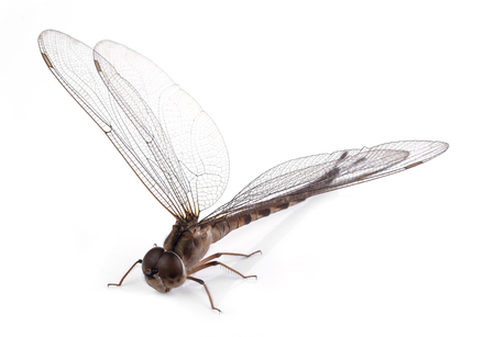 dragonfly isolated on a white backgroundの写真素材