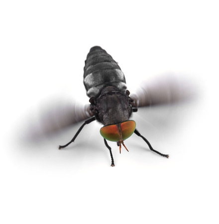 detail of a fly isolated on white backgroundの写真素材