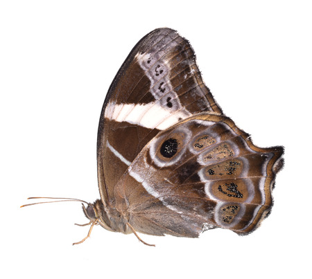 butterfly isolated on white backgroundの写真素材