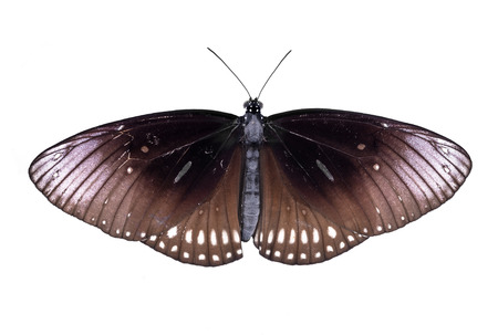 butterfly isolated on white backgroundの写真素材