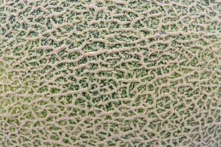 melon  backgroundの写真素材