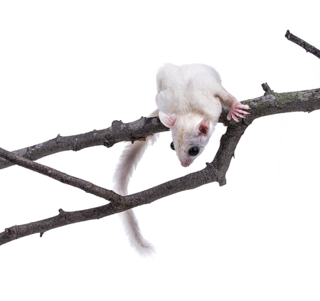 Australia sugar glider on white backgroundの写真素材