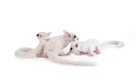 Australia sugar glider on white backgroundの写真素材