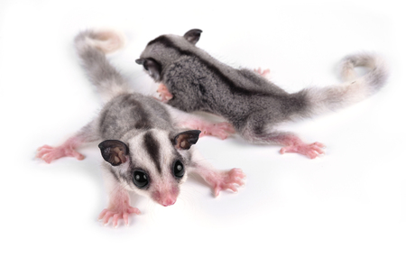 Australia sugar glider on white backgroundの写真素材
