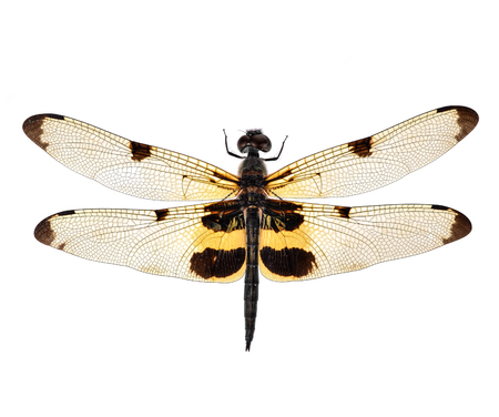 Dragonfly isolated on white background.の写真素材