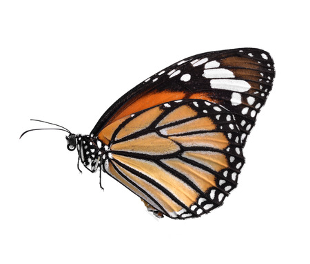Butterflies isolated on white backgroundの写真素材