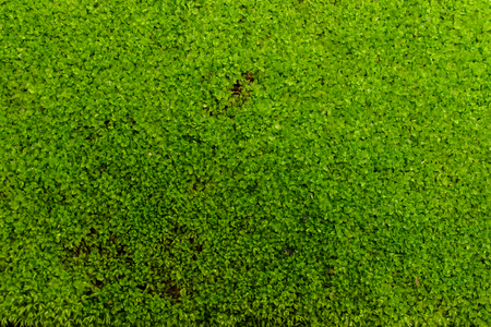 Mos floorの写真素材