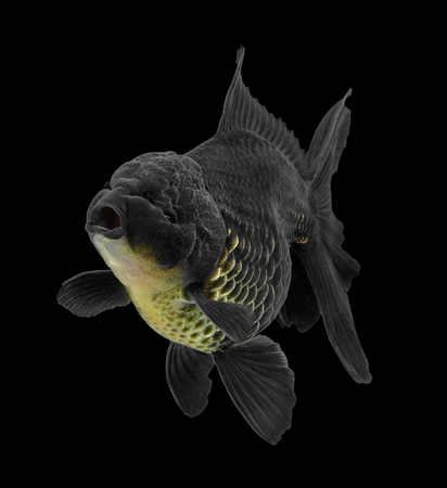 Black goldfish isolated on backgroundの写真素材