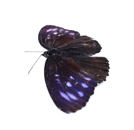 Blue butterfly on white backgroundの写真素材
