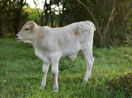 Newborn calfの写真素材