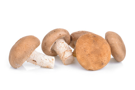 Shitake Mushrooms on white backgroundの写真素材
