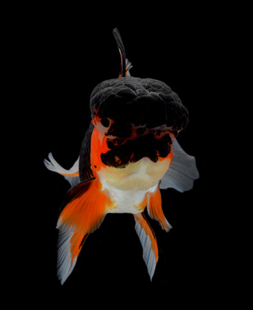 Goldfish isolated on black background.の写真素材