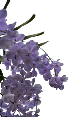 orchid  flowers on the white backgroundの写真素材