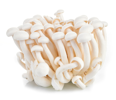 shimeji mushrooms  varieties isolated on white backgroundの写真素材