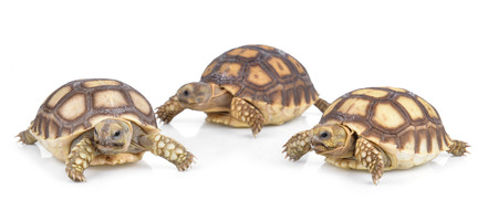 turtle on white backgroundの写真素材