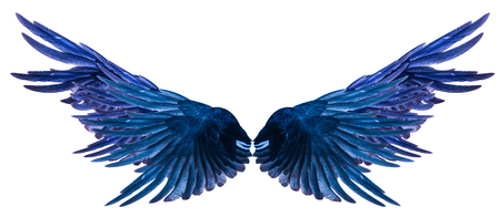 Blue Wing on a white background.の写真素材