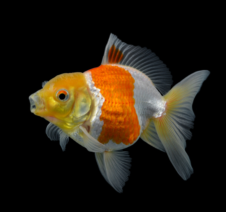 Goldfish isolated on black background (fish)の写真素材