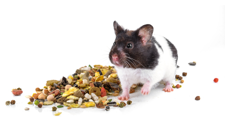 hamster eating some food on a white backgroundの写真素材