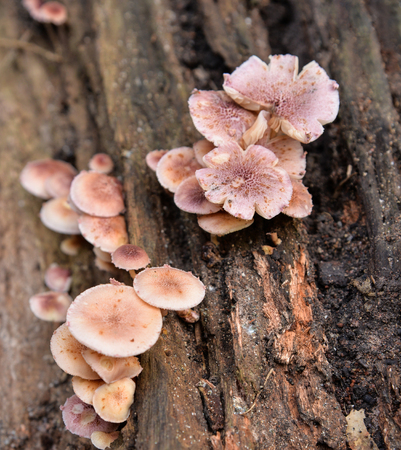 mushroom on timber in forest natureの写真素材