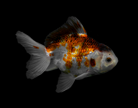 Goldfish isolated on black background.の写真素材