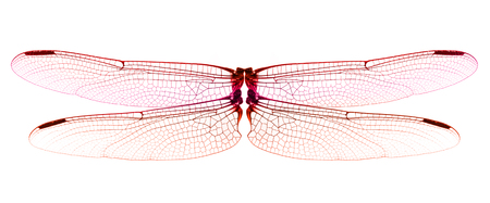 Red Dragonfly wings isolated on white background.の写真素材