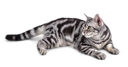 American Shorthair cat on whiteの写真素材