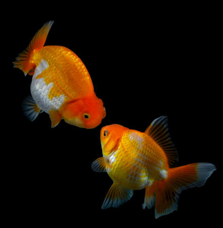Goldfish isolated on black background.の写真素材