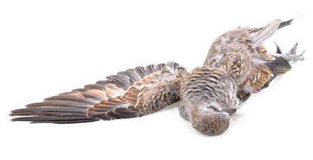 Dead birds isolated on white