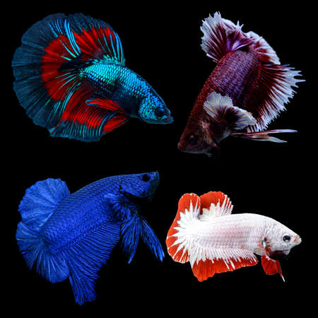 fighting fish on black background.