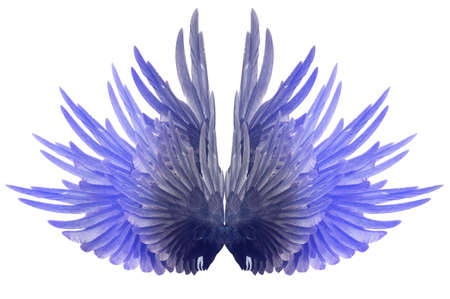 Beautiful wings blue isolated on White backgroundの写真素材