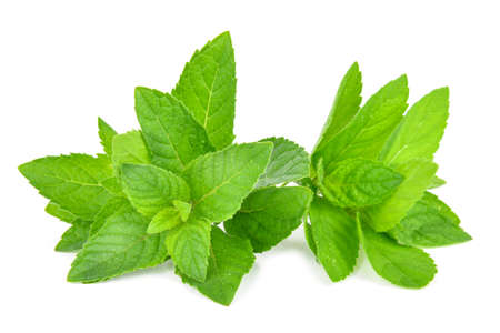 mint leafs isolated on a white backgroundの写真素材